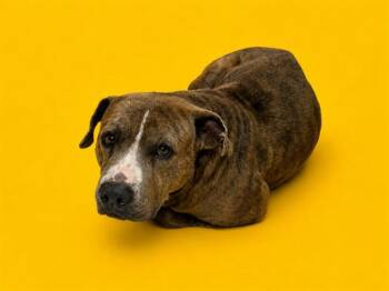 American Bulldog Dogs Available for Adoption in Doral, Florida - BUBBA | PetCurious