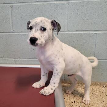 BLIZZY 2158 -  Terrier and Mixed Breed Dog for Adoption in Loxahatchee Groves, Florida - BLIZZY 2158 | PetCurious