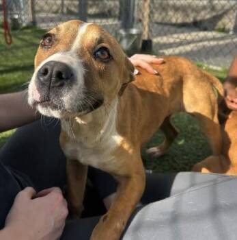 Mixed Breed Dogs Available for Adoption in Columbia, South Carolina - LILY | PetCurious