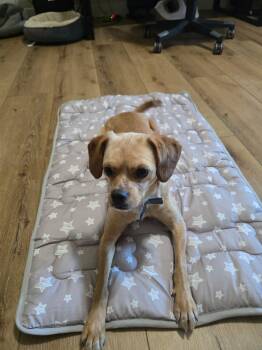 Burt -  Pug Dog for Adoption in Penryn, California - Burt | PetCurious