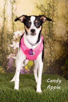 Rescue Chihuahua and Shepherd Dogs for Adoption in Gilbert, Arizona - Candy Apple | PetCurious