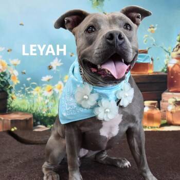 Pit Bull Terrier Dogs Available for Adoption - Leyah | PetCurious