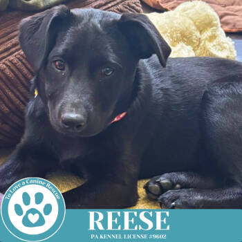 Rescue Labrador Retriever Dogs for Adoption in Kimberton, Pennsylvania - Reese (Cocoa Crew) 051025 | PetCurious