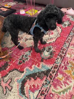 Poodle Dogs Available for Adoption - Gwen | PetCurious