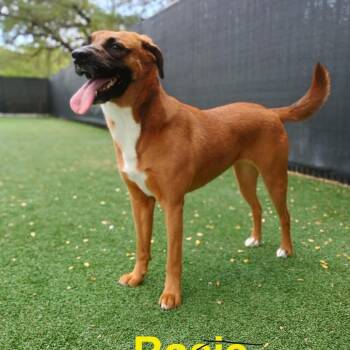 Rescue Labrador Retriever and Black Mouth Cur Dogs for Adoption in Boerne, Texas - Rosie Kay | PetCurious