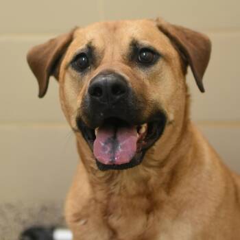 Black Mouth Cur Dogs Available for Adoption in Aiken, South Carolina - Bass 29304 | PetCurious