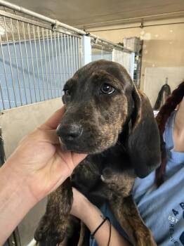 Remington -  Plott Hound Dog for Adoption in Sedalia, Colorado - Remington | PetCurious