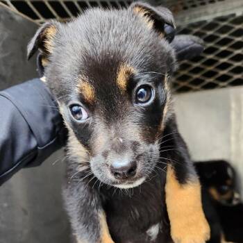 Shepherd Dogs Available for Adoption - Spaghetti | PetCurious