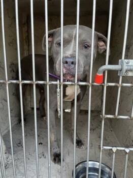 Rescue Pit Bull Terrier Dogs for Adoption in Indianapolis, Indiana - BLUE | PetCurious