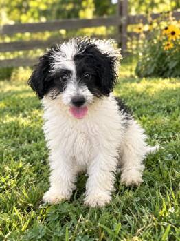 Koda -  Shih Tzu and Lhasa Apso Dog for Adoption in Brownstown, Indiana - Koda | PetCurious