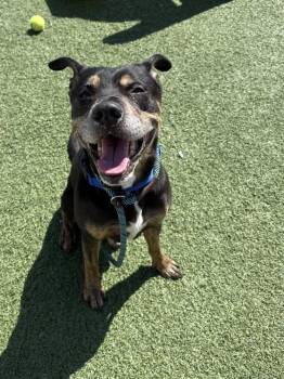 Rottweiler and Pit Bull Terrier Dogs Available for Adoption in Cleveland, Ohio - Henny | PetCurious