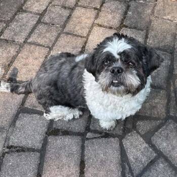 Buffet -  Shih Tzu Dog for Adoption in Pelham, New Hampshire - Buffet | PetCurious