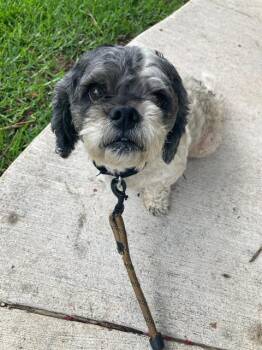 Shih Tzu Dogs Available for Adoption in Dallas, Texas - ROLO | PetCurious
