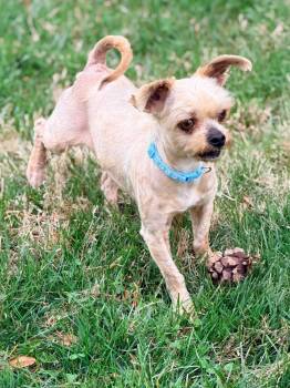 Yorkshire Terrier Dogs Available for Adoption - Wiley | PetCurious