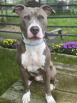 Stryker -  Pit Bull Terrier Dog for Adoption in Anderson, Indiana - Stryker | PetCurious