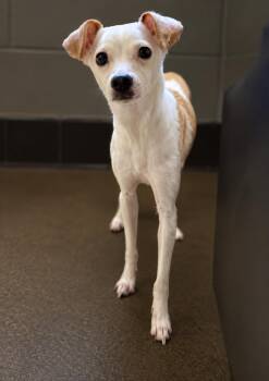 GLORIA -  Italian Greyhound Dog for Adoption in El Segundo, California - GLORIA | PetCurious