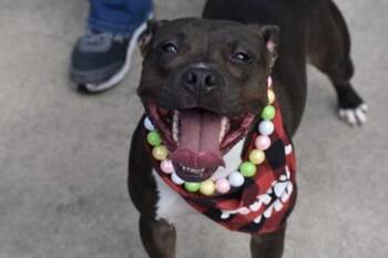 Rescue American Bulldog Dogs for Adoption in Huntington, New York - BEAUTY | PetCurious