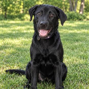 Opal -  Black Labrador Retriever Dog for Adoption in Bethpage, New York - Opal | PetCurious