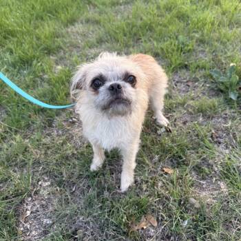 Pug and Schnauzer Dogs Available for Adoption - Ruffles Is Precious! | PetCurious