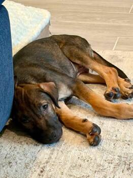 Harley -  Labrador Retriever and Shepherd Dog for Adoption in Lutz, Florida - Harley | PetCurious