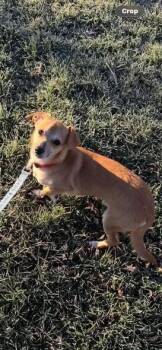 Chihuahua and Dachshund Dogs Available for Adoption - Joey Chihuahua Boy | PetCurious