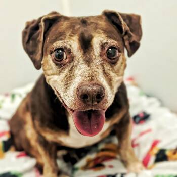 Lexi -  Dachshund and Beagle Dog for Adoption in Eustis, Florida - Lexi | PetCurious