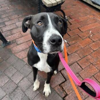 Athena -  Mixed Breed Dog for Adoption in New York, New York - Athena | PetCurious