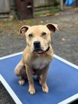 Butters -  Pit Bull Terrier Dog for Adoption in Ipswich, Massachusetts - Butters | PetCurious