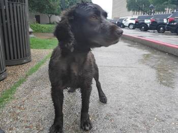 Field Spaniel Dogs Available for Adoption in San Antonio, Texas - KUZCO | PetCurious