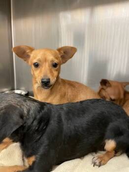 Rescue Dachshund and Chihuahua Dogs for Adoption in Houston, Texas - Lydia Treetz | PetCurious