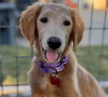 Oakie -  Golden Retriever Dog for Adoption in Southlake, Texas - Oakie | PetCurious