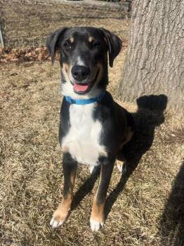 Mixed Breed Dogs Available for Adoption in Taycheedah, Wisconsin - Mars | PetCurious