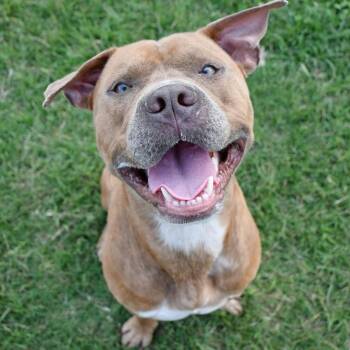 Pit Bull Terrier Dogs Available for Adoption - Mr. Darcy **Courtesy Post. Out Of Town Pet. See Below For Detail | PetCurious