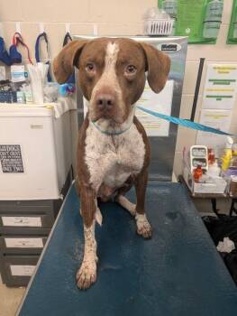 Beckham -  German Shorthaired Pointer Dog for Adoption in Mobile, Alabama - Beckham | PetCurious