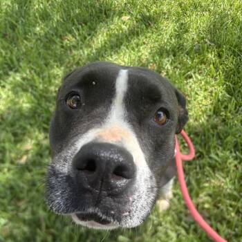 Misty -  Pit Bull Terrier Dog for Adoption in Pearland, Texas - Misty | PetCurious