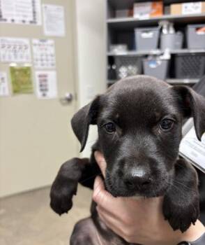 26-616 Grover -  Labrador Retriever and Mixed Breed Dog for Adoption in Barnesville, Georgia - 26-616 Grover | PetCurious