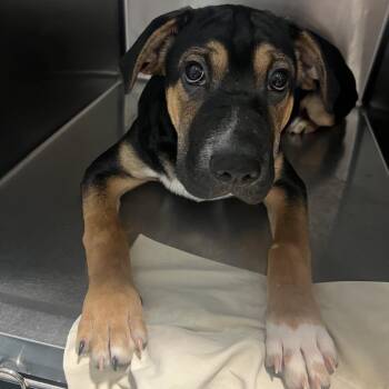 Hoss -  Mixed Breed Dog for Adoption in Chattanooga, Tennessee - Hoss | PetCurious