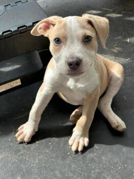 Pit Bull Terrier Dogs Available for Adoption - Joshua | PetCurious