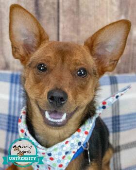 Chihuahua Dogs Available for Adoption in Kennesaw, Georgia - Brix | PetCurious