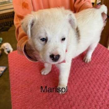 Marisol (M Litter) -  Mixed Breed Dog for Adoption - Marisol (M Litter) | PetCurious