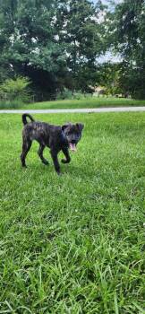 Jensen -  Mixed Breed Dog for Adoption in Taycheedah, Wisconsin - Jensen | PetCurious