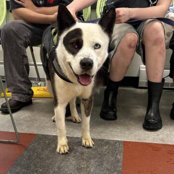 Clark -  Mixed Breed Dog for Adoption in Philadelphia, Pennsylvania - Clark | PetCurious