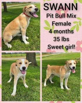 Swann -  Pit Bull Terrier Dog for Adoption in Newport, Kentucky - Swann | PetCurious