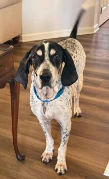 Roofus -  Bluetick Coonhound Dog for Adoption in Mount Bethel, Pennsylvania - Roofus | PetCurious