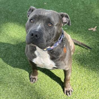 Koda -  Mixed Breed Dog for Adoption in Warwick, Rhode Island - Koda | PetCurious