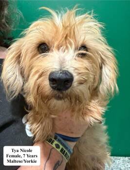 Tya Nicole -  Maltese and Yorkshire Terrier Dog for Adoption in Blue Springs, Missouri - Tya Nicole | PetCurious