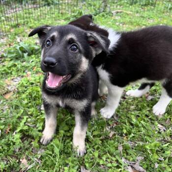 Rescue Australian Shepherd and Shepherd Dogs for Adoption in Kyle, Texas - SAM | PetCurious