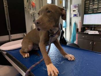 Blossom -  Mixed Breed Dog for Adoption in New York, New York - Blossom | PetCurious