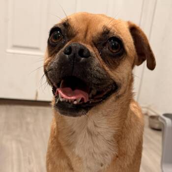 Puggle and Beagle Dogs Available for Adoption in San Antonio, Texas - Gonzie Mae | PetCurious