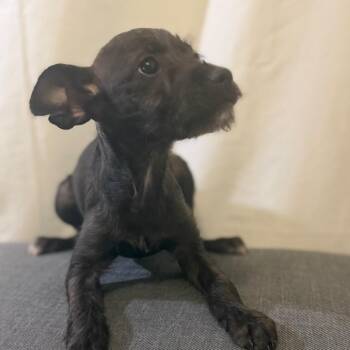 James March -  Terrier and Mixed Breed Dog for Adoption in Las Vegas, Nevada - James March | PetCurious
